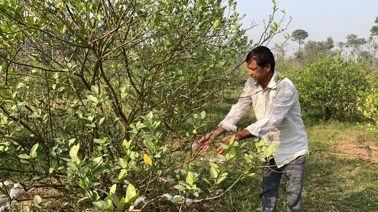 सरकारी जागिर छाडेर कागती खेतीमा रमेका लामिछाने भन्छन्- दैनिक साढे सात हजार आम्दानी हुन्छ