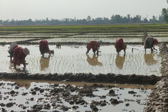 चितवनमा ५० प्रतिशत रोपाइँ