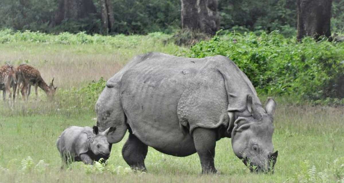 दश दिनको भाले गैँडाको उद्धार