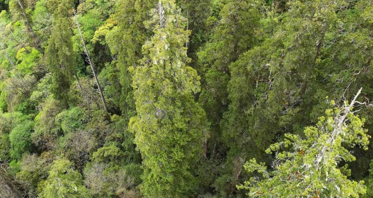 तिब्बतमा भेटियाे एसियाकै सबैभन्दा अग्लाे रूख, स्ट्याच्यु अफ लिबर्टीभन्दा ठूलो