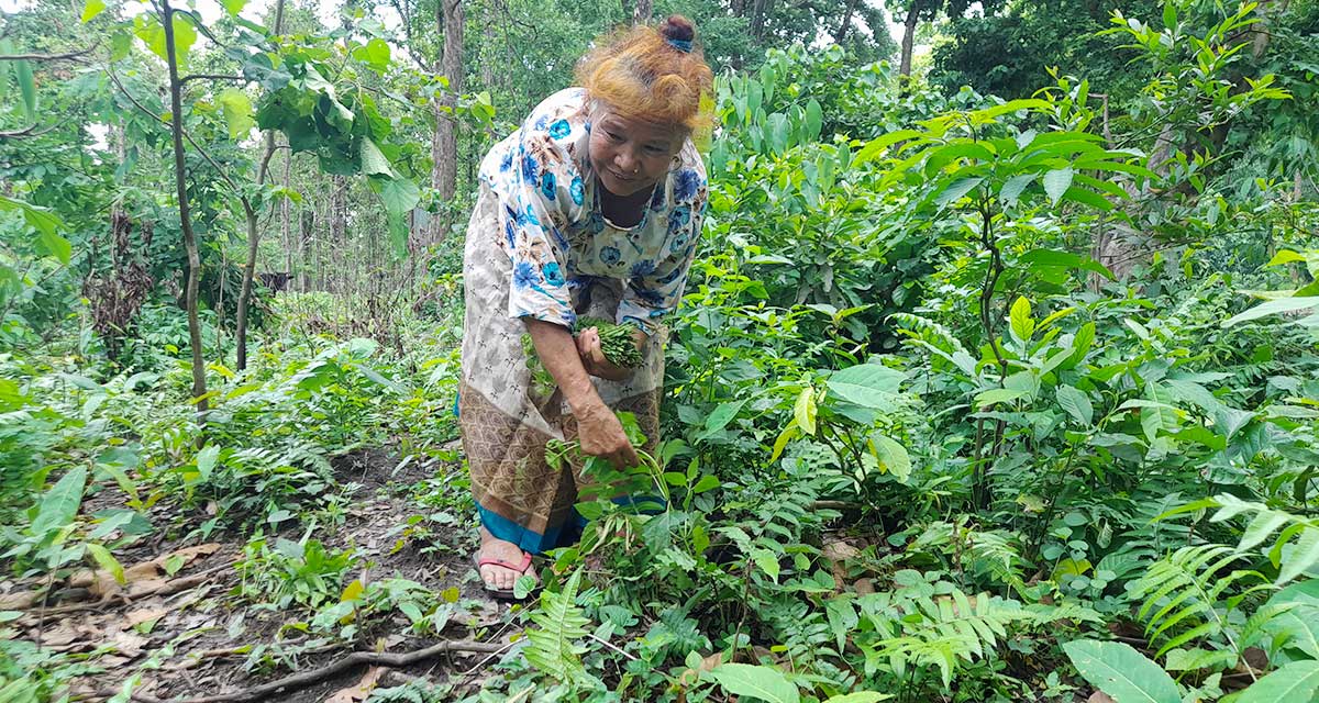 पूर्वी नेपालको कोसेली निगुरो, टिप्नेको संख्या ह्वात्तै बढ्यो