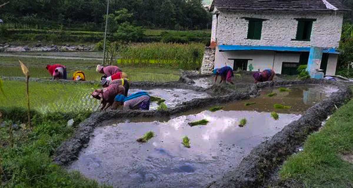 हराउँदै रोपाइँको मौलिकता : अहिले सुनिँदैनन् असारे भाका