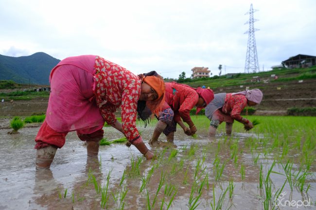 सुनिन छाड्यो असारे भाका