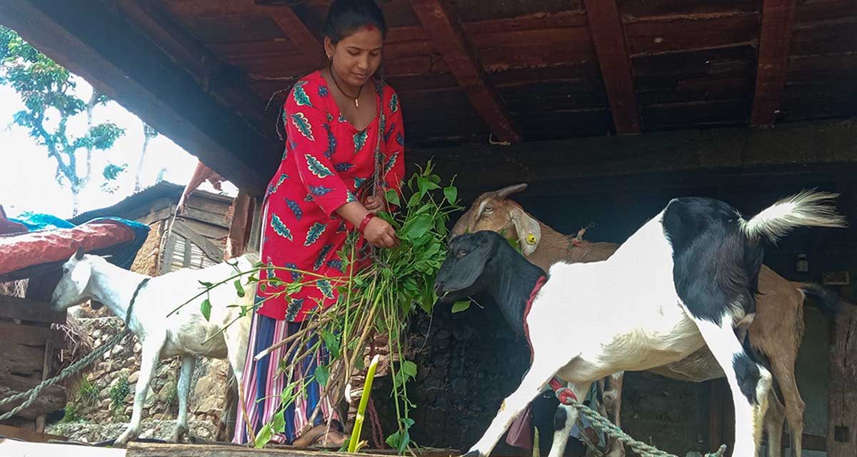 बाख्रापालनमा हौसिँदै रामपुरका महिला