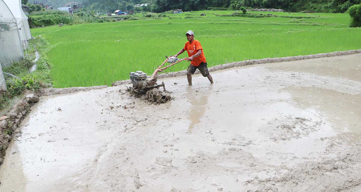 गाउँगाउँमा पुग्यो ट्रयाक्टर, गोरु पाल्न छोड्दै किसान