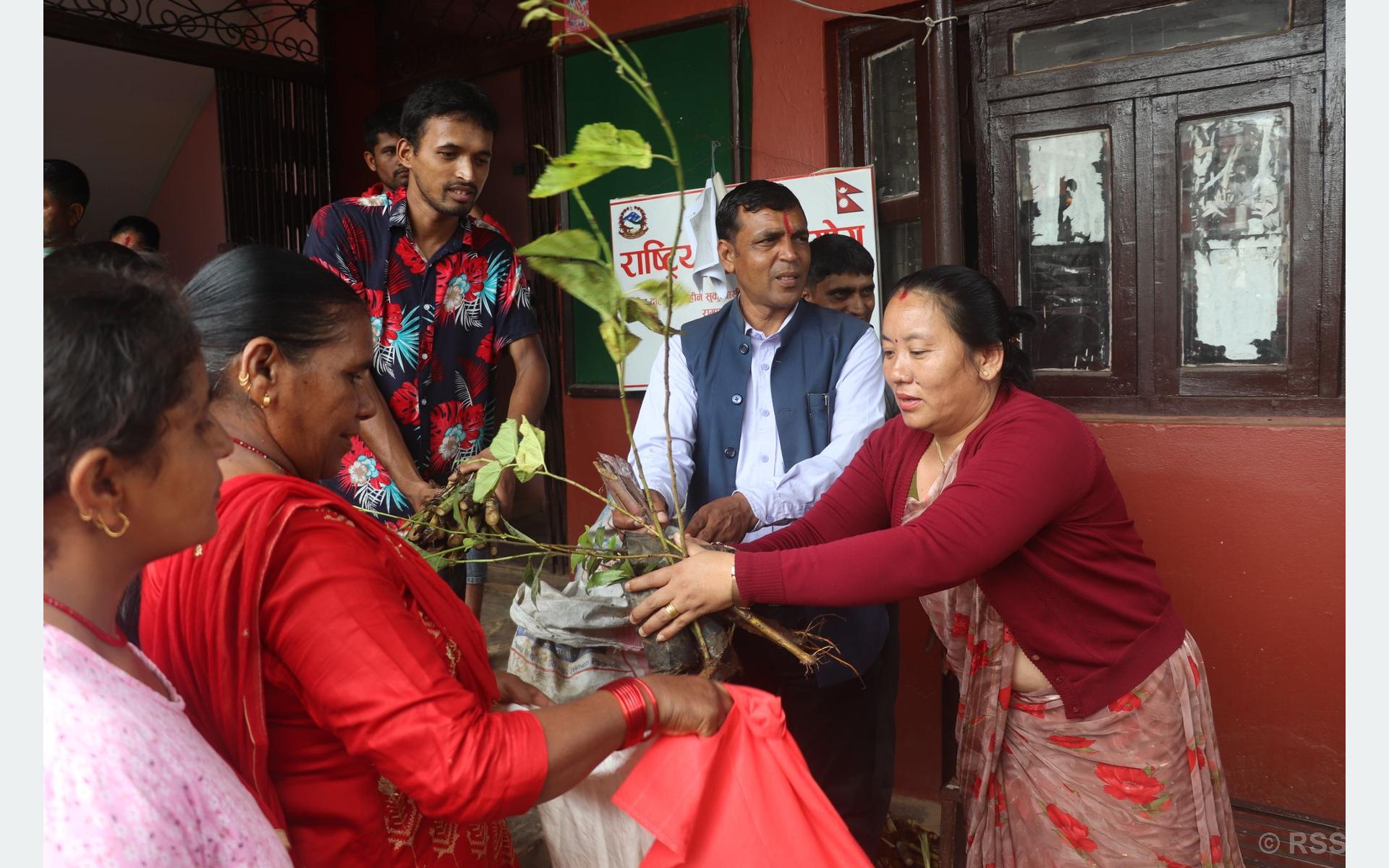 रामपुर नगरपालिकाले गर्‍यो किसानलाई घाँसका बिरुवा वितरण