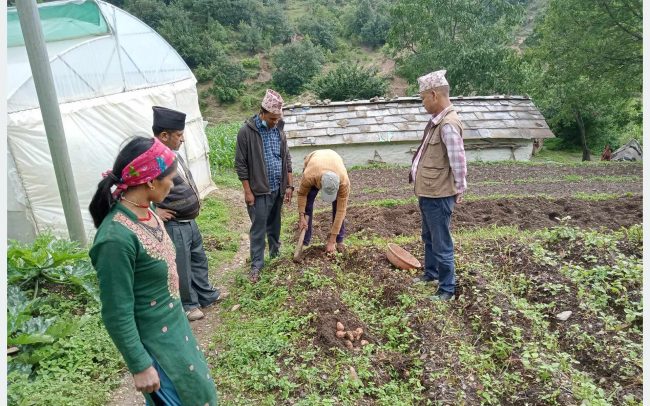 आनन्दपुरका कृषक भन्छन्,‘पर्याप्त आलु उत्पादनले घर छोड्न मन लागेन’