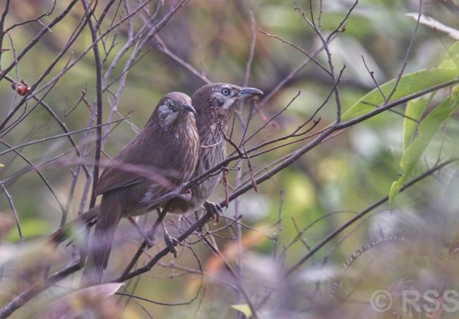 ‘काँडे भ्याकुर’ पाइने सहश्राब्दी पदमार्गलाई पर्यटकीय गन्तव्य बनाइने