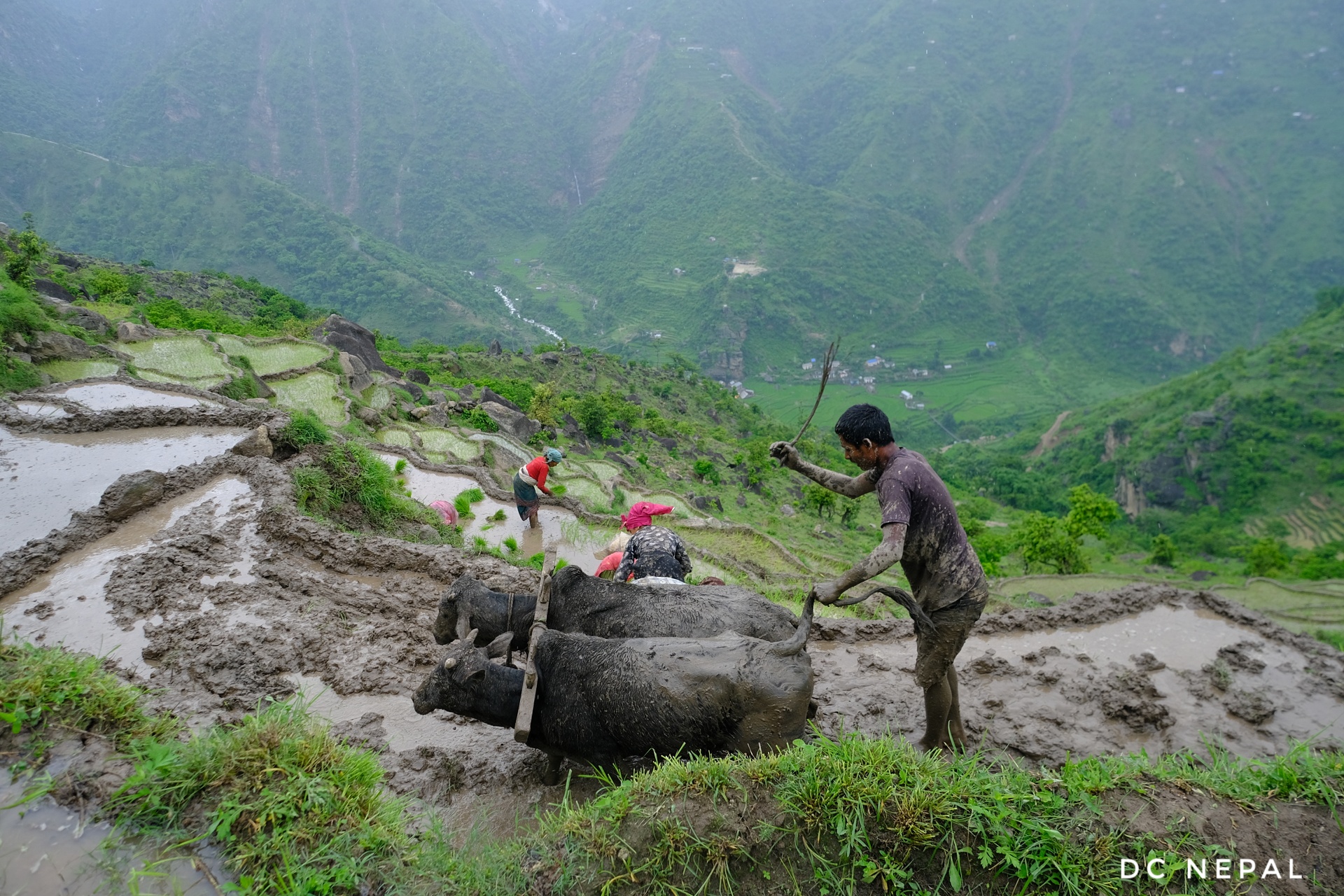 साउन दोस्रो सातासम्म ७७ प्रतिशत धान रोपाइँ