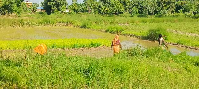 खडेरीले सिरहामा ५० प्रतिशत खेतमा मात्र धान रोपाई, कमला नहरमा पर्याप्त पानी नहुँदा किसान चिन्तित 