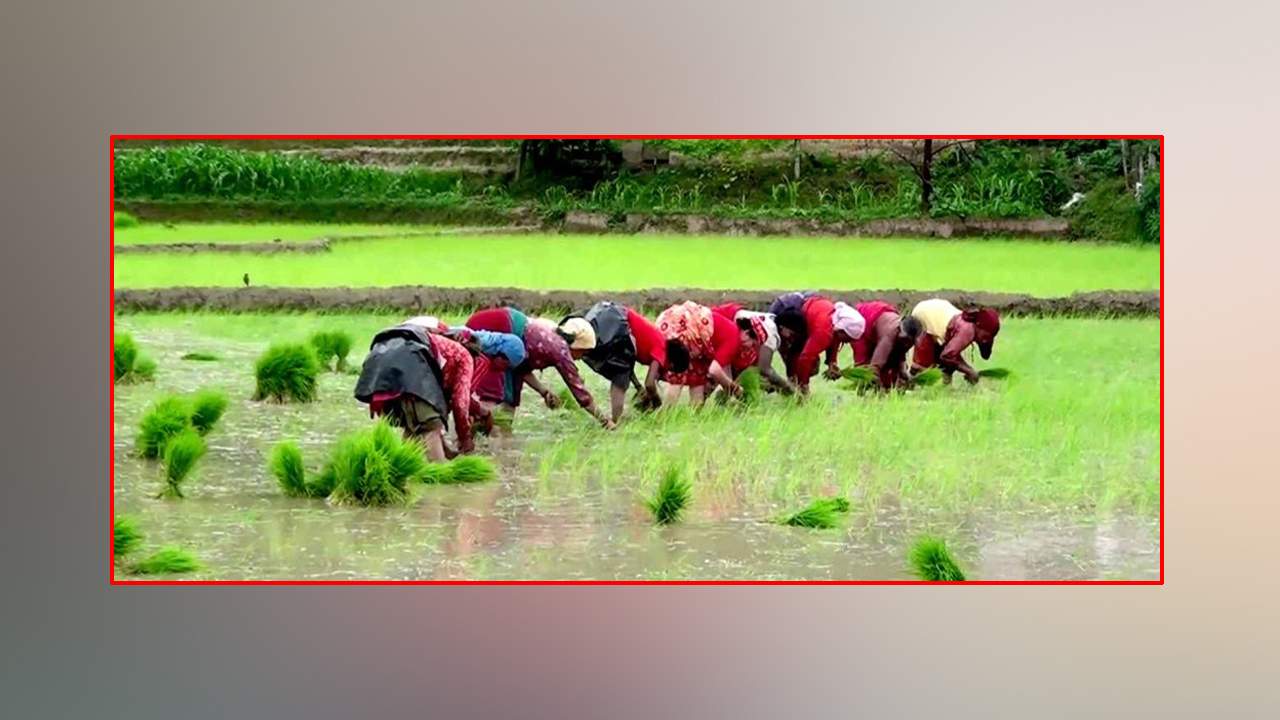 साउन दोस्रो सातासम्म ७७ प्रतिशत धान रोपाइँ