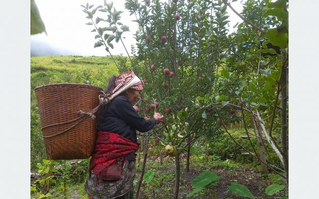 तिप्लिङमा स्याउ लटरम्मै, बजार अभावले बारीमै थन्कियो