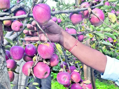 जुम्लामा २० हजार पाँच सय ११ मेट्रिक टन स्याउ उत्पादन