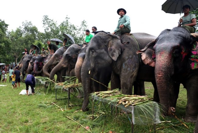 सौराहामा हात्तीलाई वनभोज