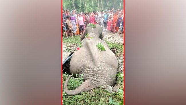 सेफ्टी ट्याङ्कीमा परेर जङ्गली हात्तीको मृत्यु