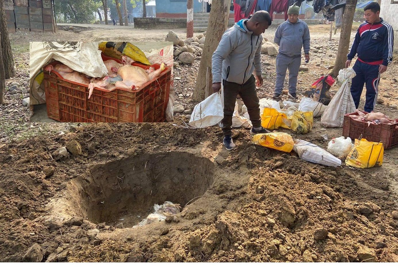 एकवर्षमा भैरहवामा ६६ हजार किलो ब्रोइलर कुखुरा नष्ट