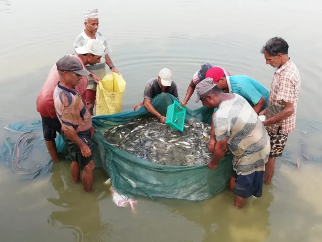 माछाका ‘ह्याचलिङ’मा किसान आकर्षित