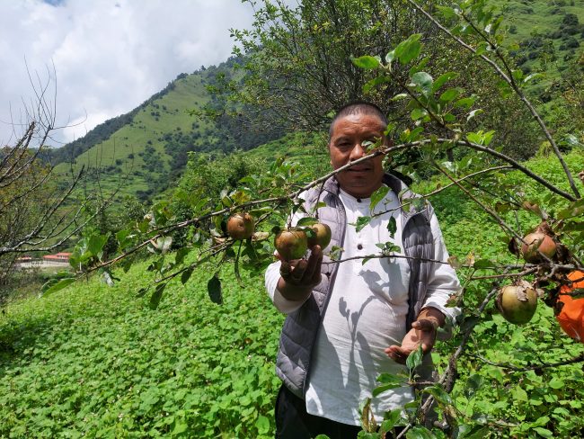 गुर्जामा स्याउखेतीको परीक्षण सफल