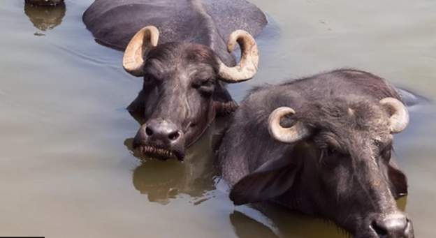 ५८ वर्षअघि भैँसी चोरेको आरोपमा ७८ वर्षीय चोर कसरी पक्राउ परे ?