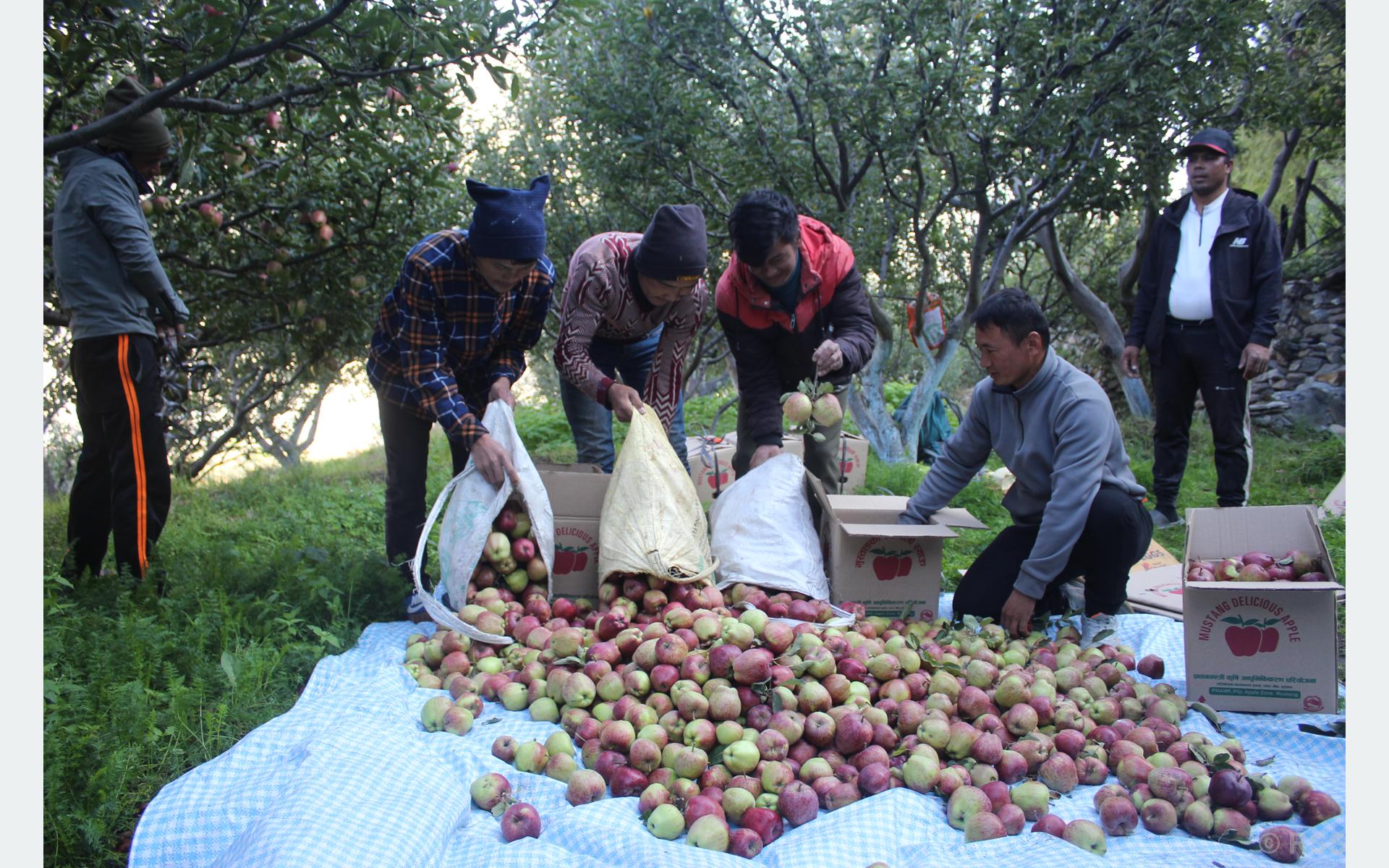 चिस्यान केन्द्र बनेपछि किसान लाभान्वित, सिजन नभए पनि मुस्ताङका स्याउ बजारमा