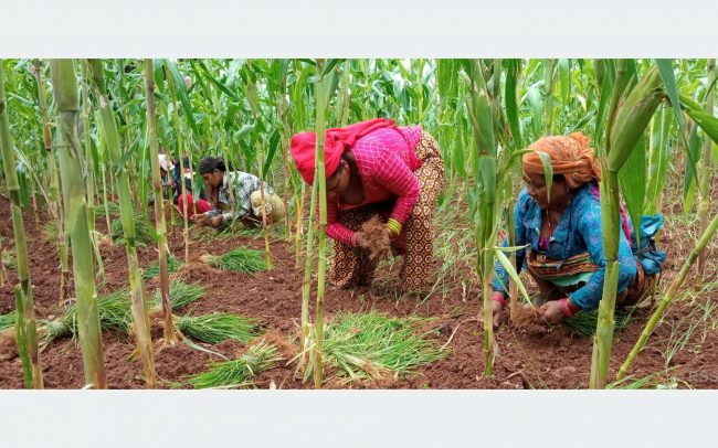 गाउँमा कोदो खेती घट्दै, सहरमा महत्व बढ्दै