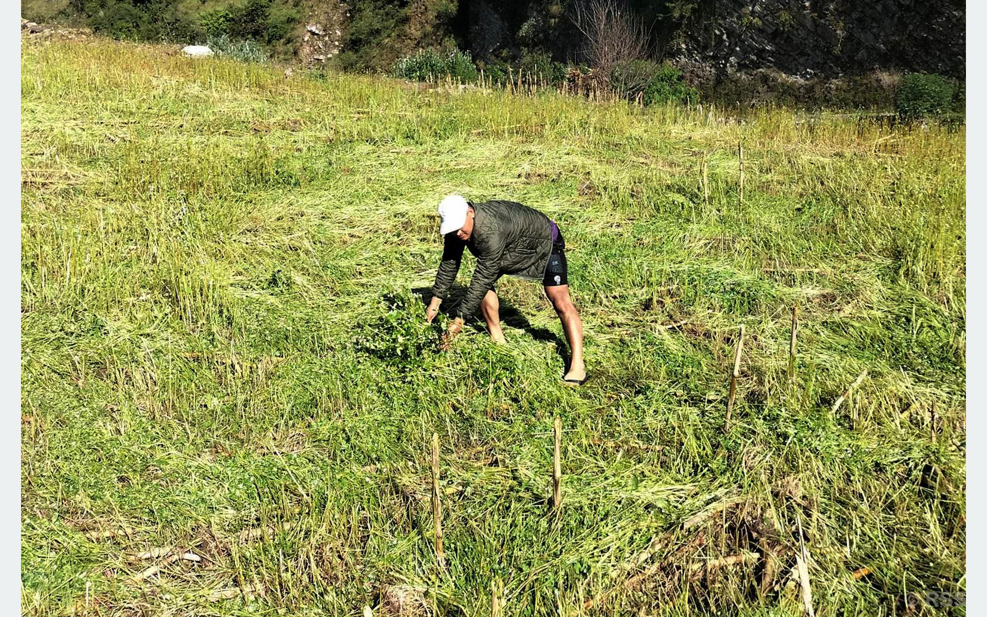 बेमौसमी वर्षाले फापरखेती नष्ट, धानबालीमा पनि क्षति