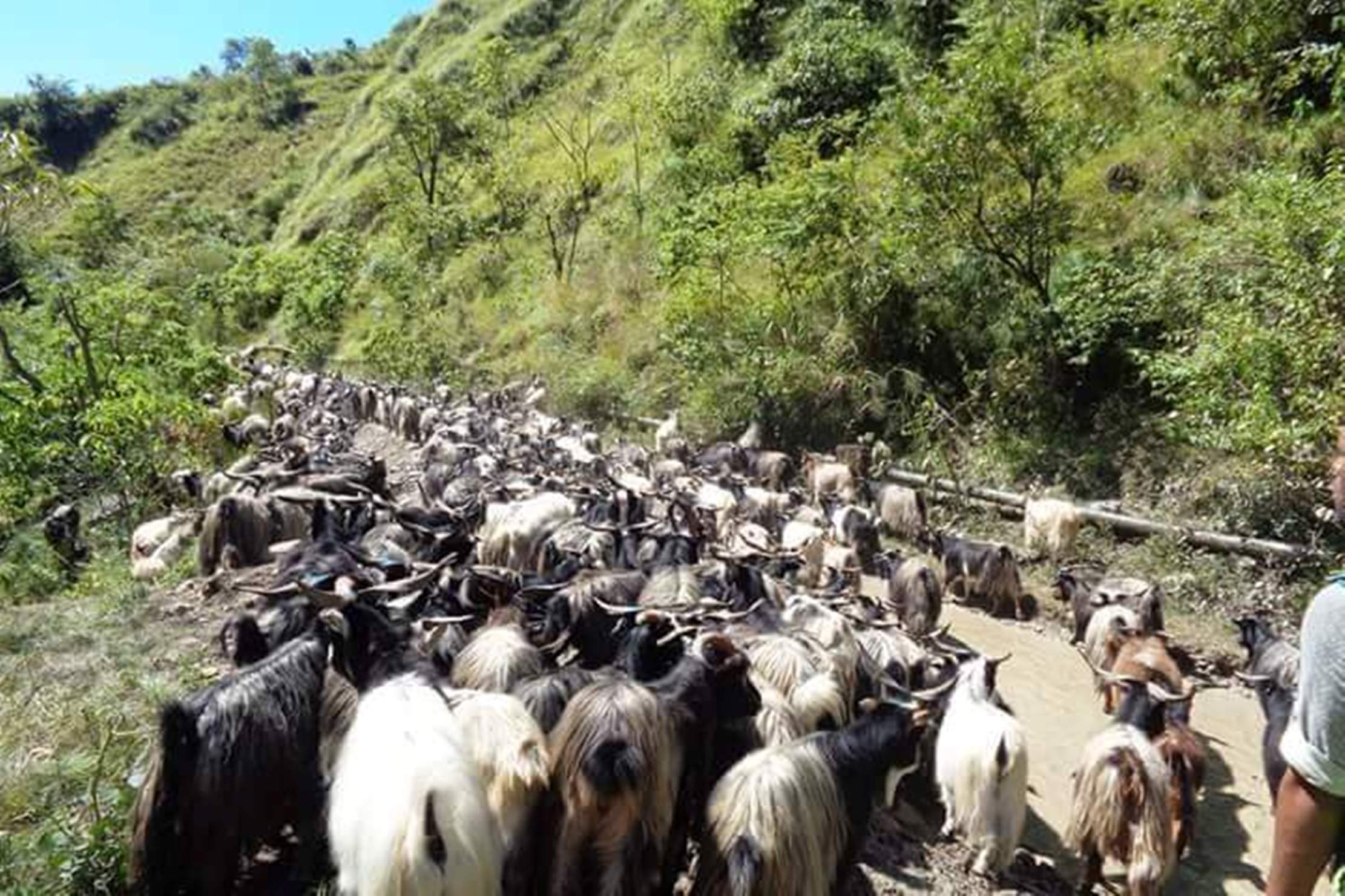 बजार झरे मुस्ताङी च्याङ्ग्रा