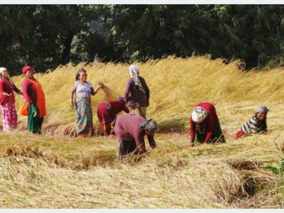 कैलालीका किसानलाई धानबाली भित्र्याउन व्यस्त