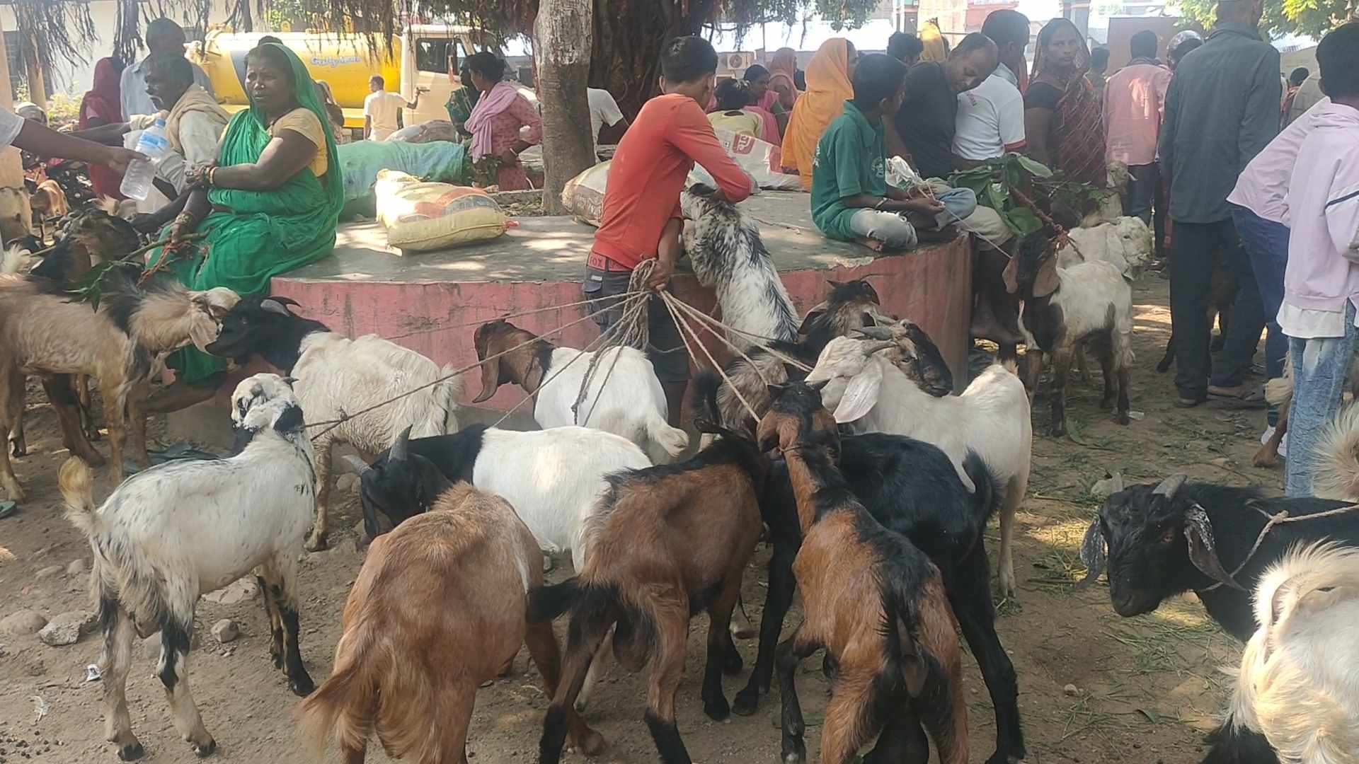 आर्थिक मन्दीकाे प्रभावः खरिद गर्ने मानिस नहुँदा सस्ताेमा खसी-बोका बेच्न  बाध्य