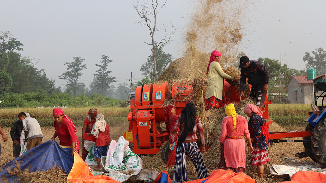 किसानलाई धान काट्न भ्याइनभ्याइ, उत्पादन बढ्ने अनुमान