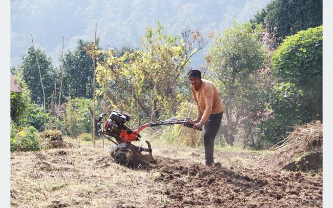 परम्परागत खेती प्रणाली फेरिँदै, गाउँमा पाइन छोडे हल गोरु