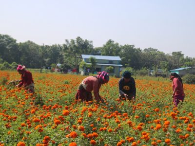 चितवनमा सयपत्री फूलखेती गर्ने घटे