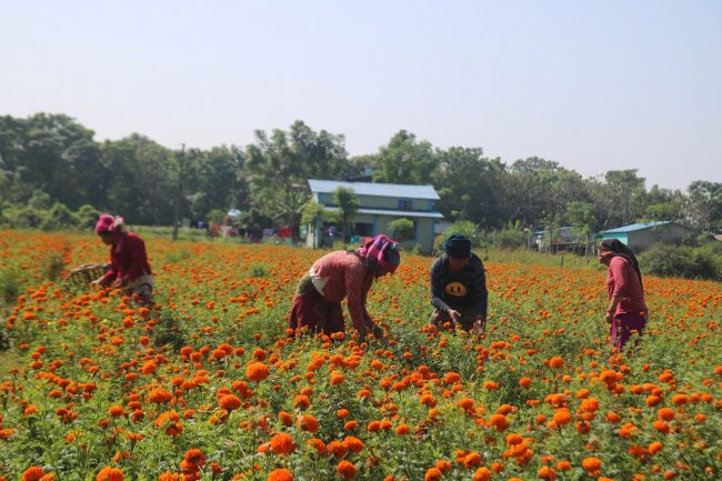 चितवनमा सयपत्री फूलखेती गर्ने घटे