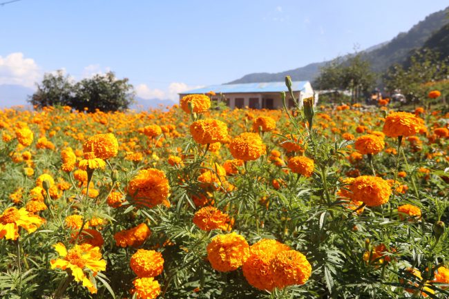 सत्तरी दिनमै सयपत्री  तयार