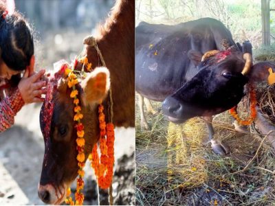 कार्तिक शुक्ल प्रतिपदा: विधिपूर्वक गरियो गाई पूजा