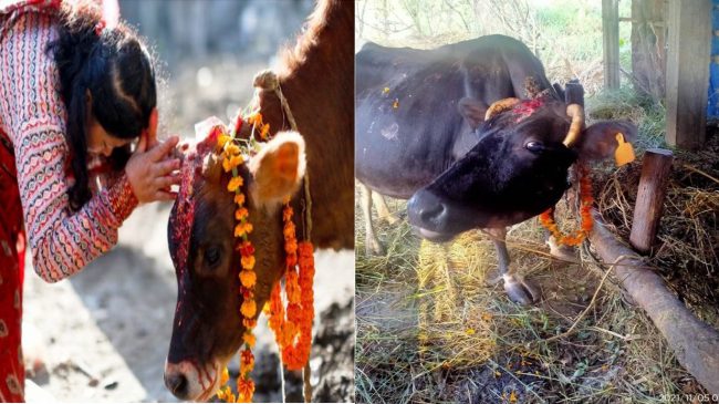 कार्तिक शुक्ल प्रतिपदा: विधिपूर्वक गरियो गाई पूजा