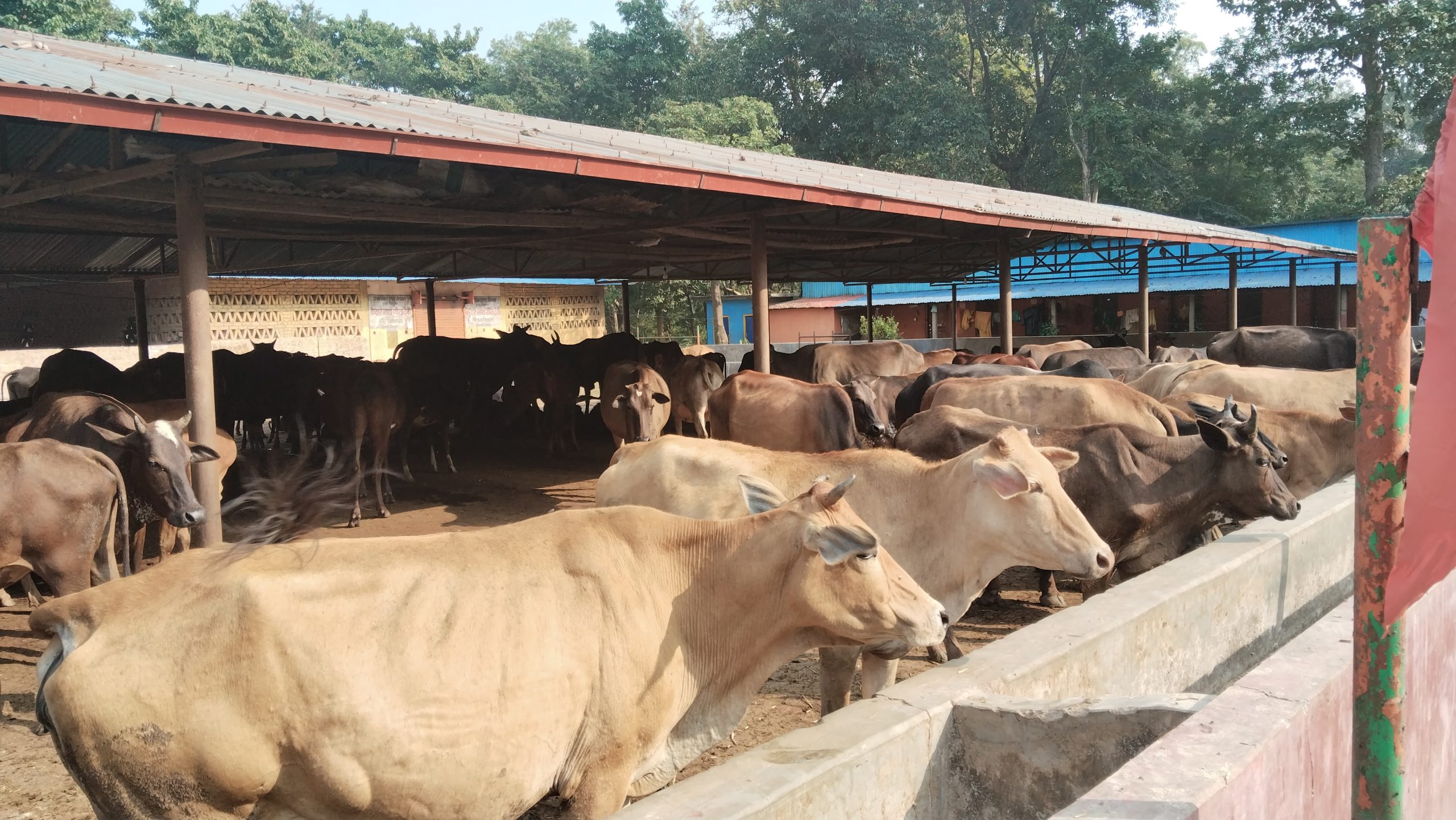 गौ संरक्षण केन्द्रमा सामूहिक गाईपूजा