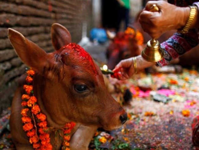 तिहारको तेस्रो दिन आज गाईको पूजाआजा गरी मनाइँदै