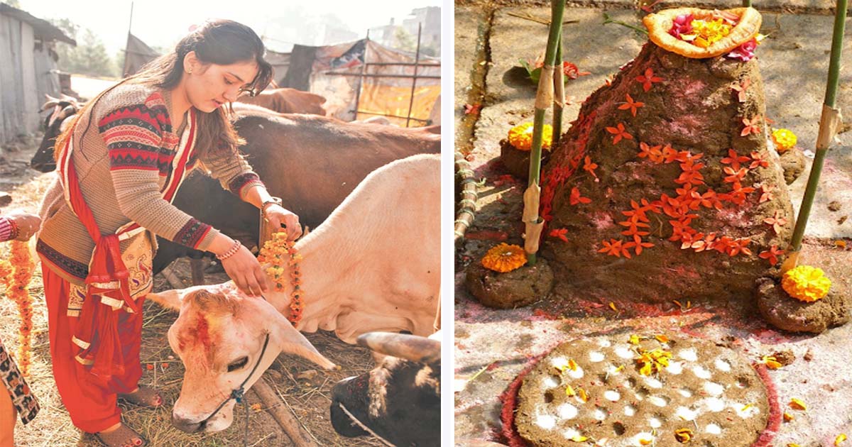 गोवर्द्धन, बलि, गोरु र हली पूजा गरियो