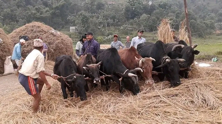 मियोमा गोरु घुमाएर दाइँ हाल्ने परम्परा गाउँघरबाटै हराउँदै