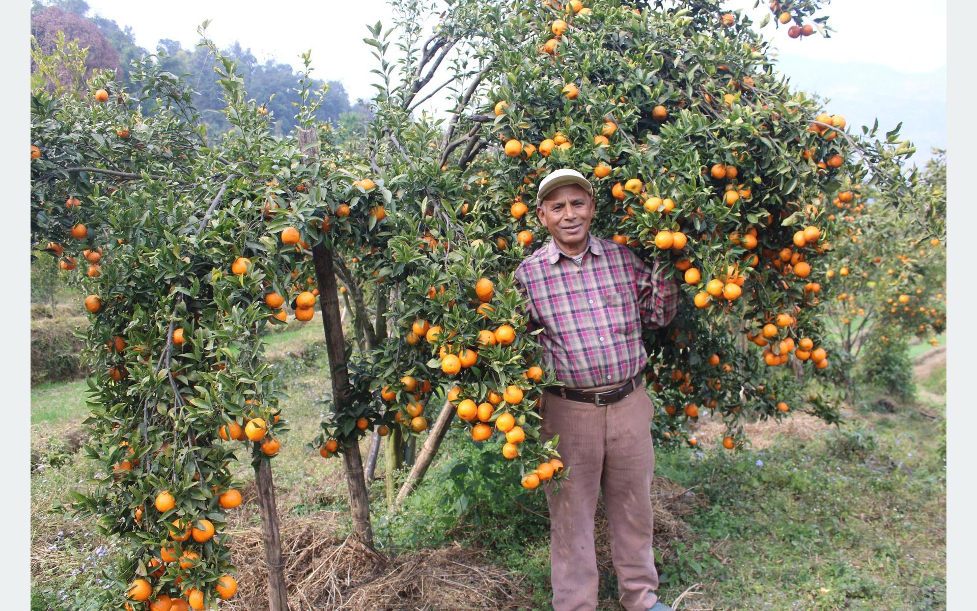 शिक्षणबाट अवकाशपछि सुन्तलाखेतीमा रमाउँदै खड्का, बर्सेनि पाँच लाख कमाइ