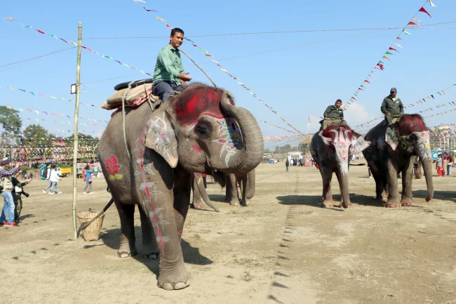 सेल्फीकलीलाई हात्ती सुन्दरीको उपाधि