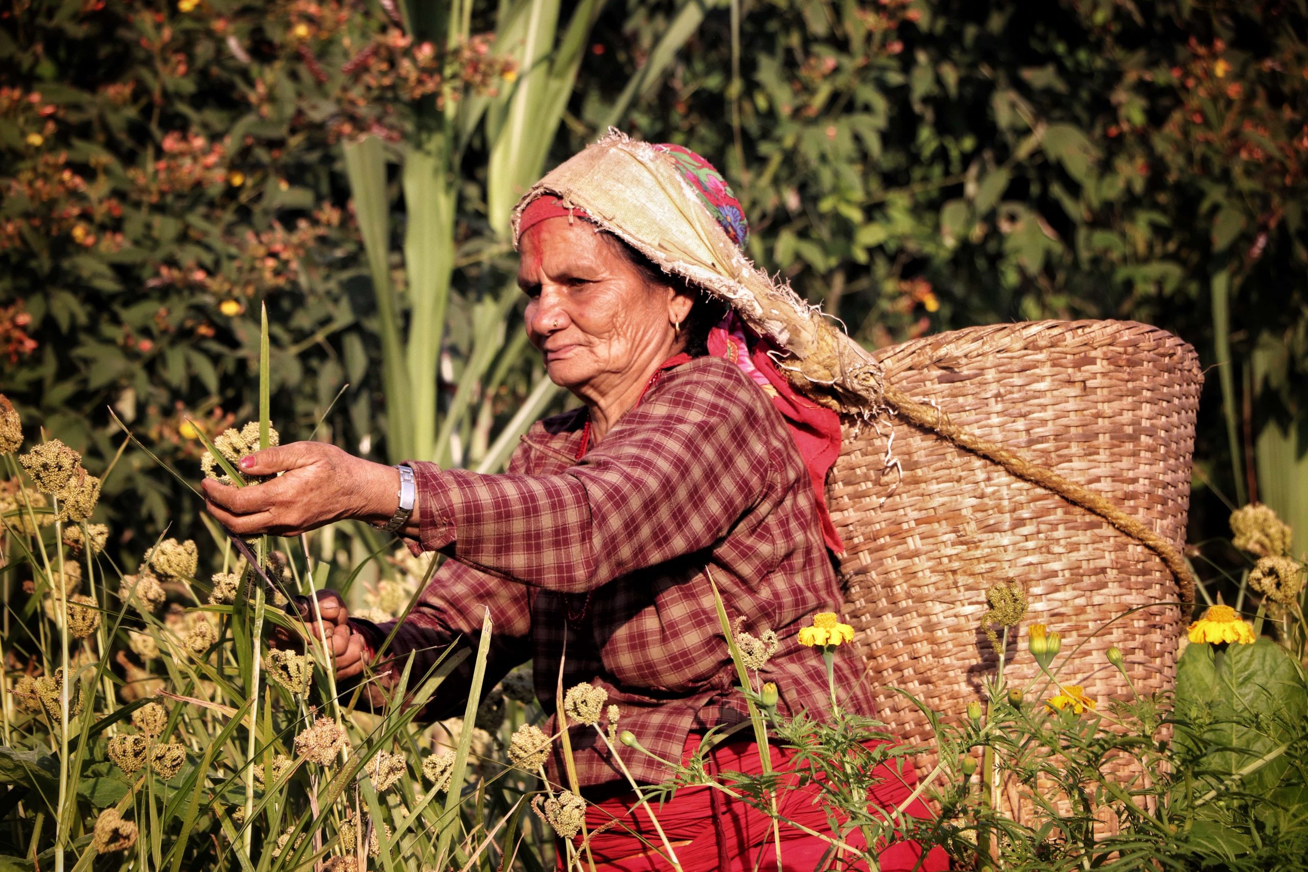 संयुक्त राष्ट्रसंघको ‘इयर अफ मिलेट्स’ फोटो प्रतियोगितामा नेपालको फोटो दोस्रो स्थानमा