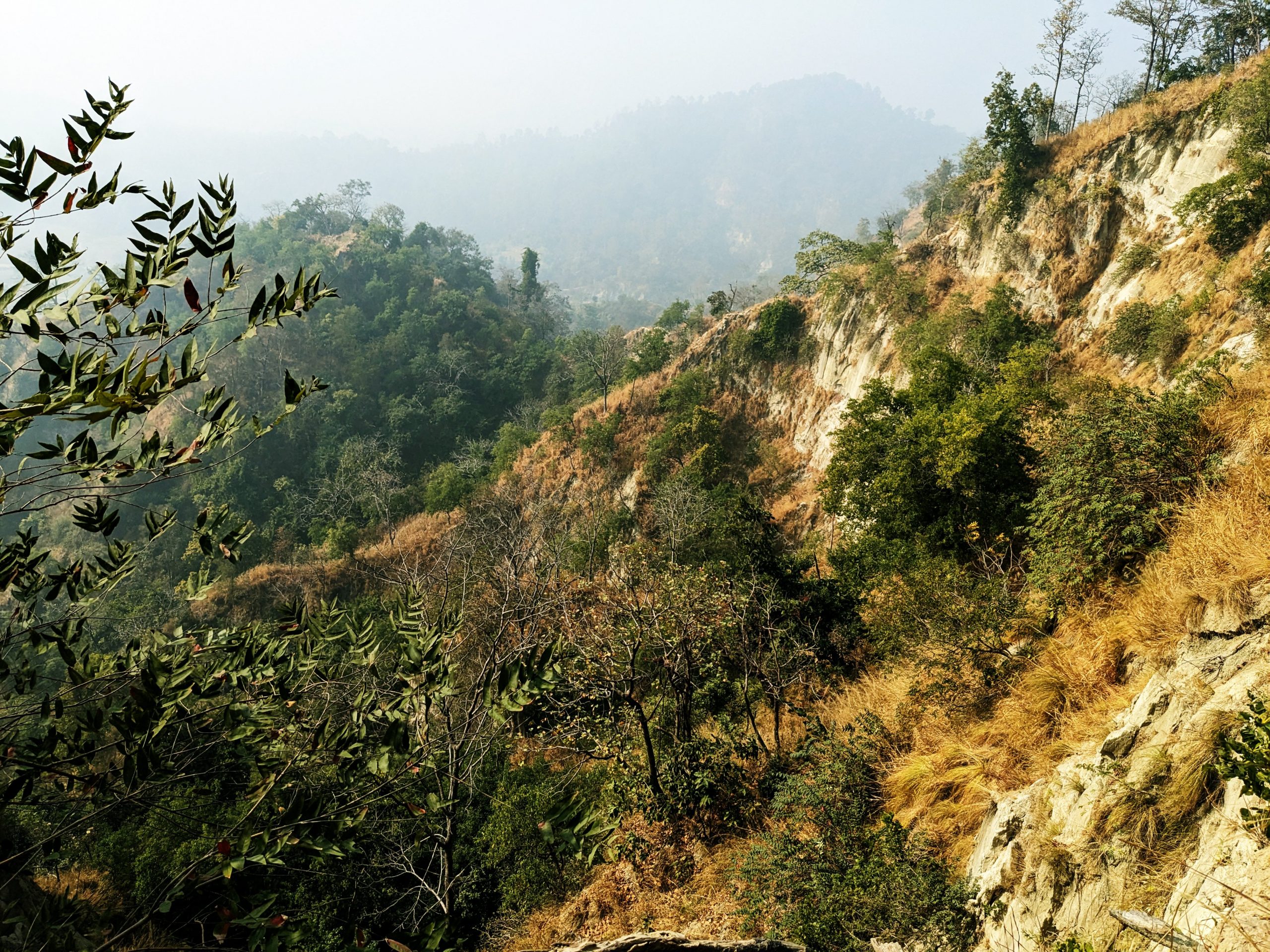 महोत्तरीमा लोपोन्मुख पंक्षी गिद्धको प्राकृतिक बासस्थान फेला