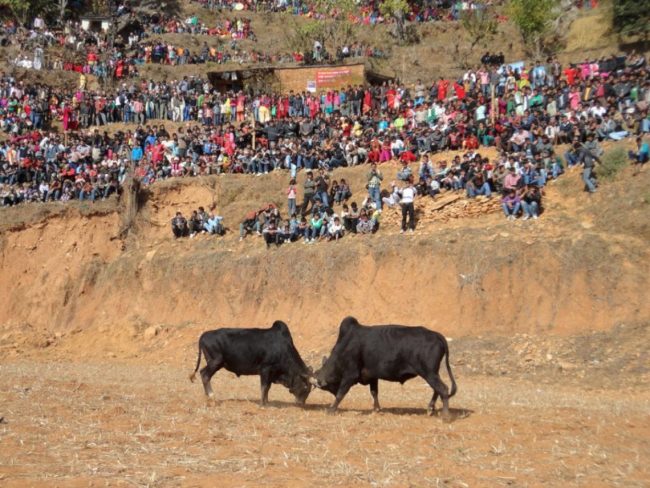 माघे सङ्क्रान्तिको अवसरमा नुवाकोटमा गोरु जुधाई कार्यक्रम