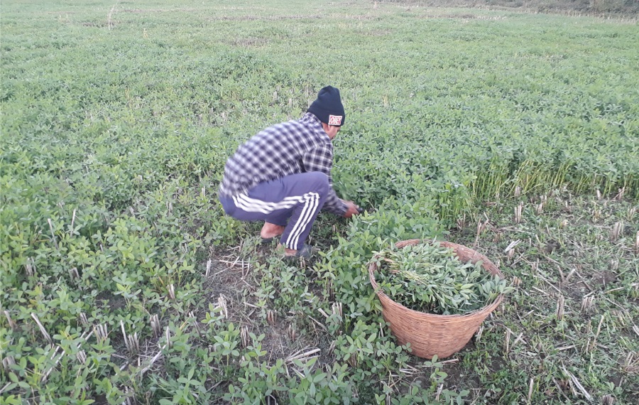 हिउँदे वर्षा नहुँदा किसान चिन्तित