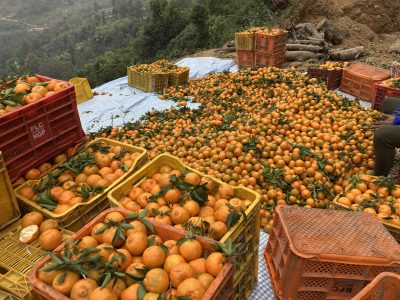 काठेखोलामा पाँच करोड ४० लाखको सुन्तला उत्पादन