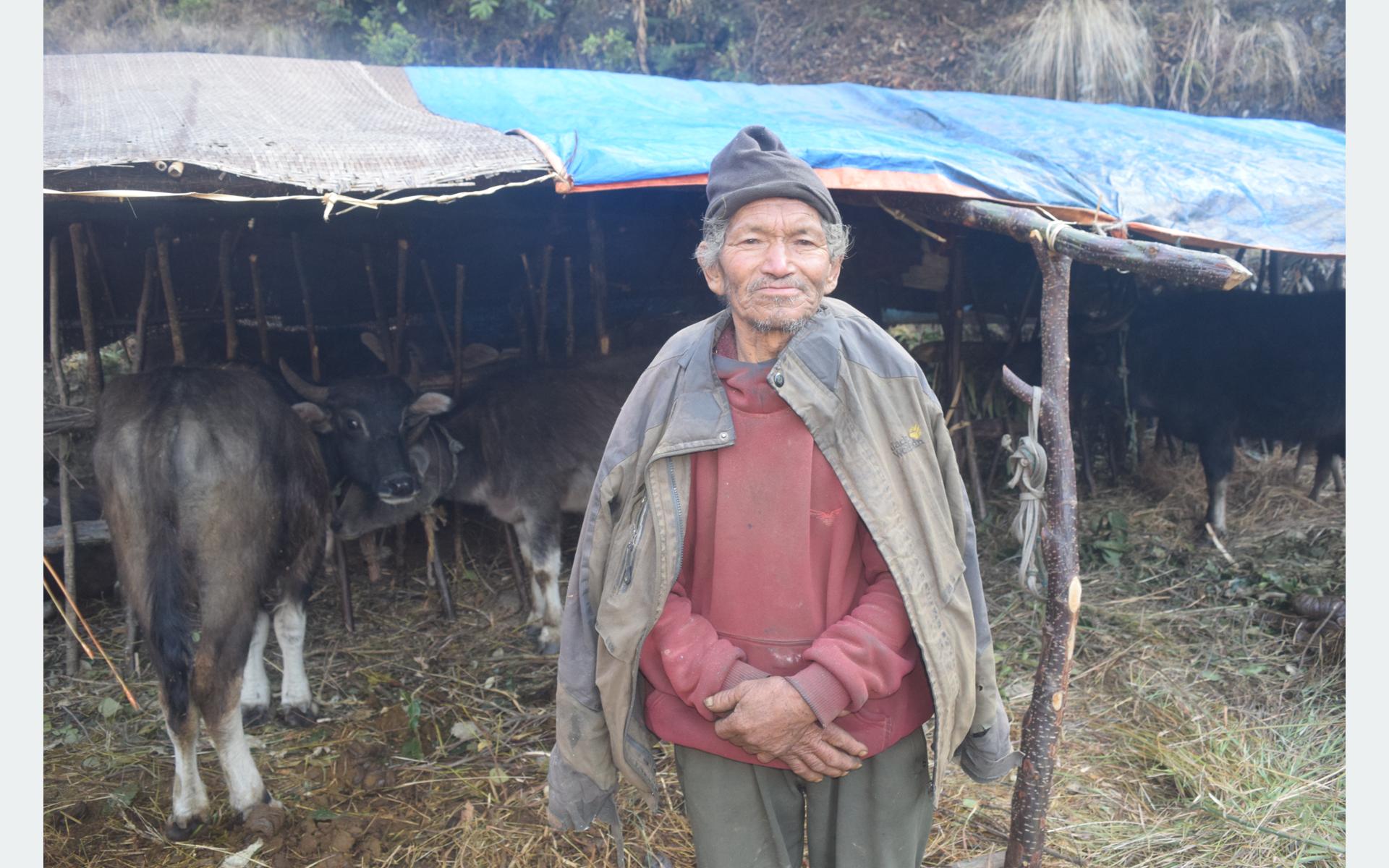 उमेरले बुढ्यौली लागे पनि गोठालो जीवनमै सक्रिय थकाली, घुम्ती गोठ राखेर भैँसीपालन गर्दै