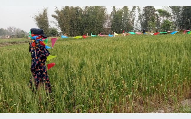 वन्यजन्तुबाट बाली जोगाउन परम्परागत साधनको सहारा लिँदै महोत्तरीका किसान