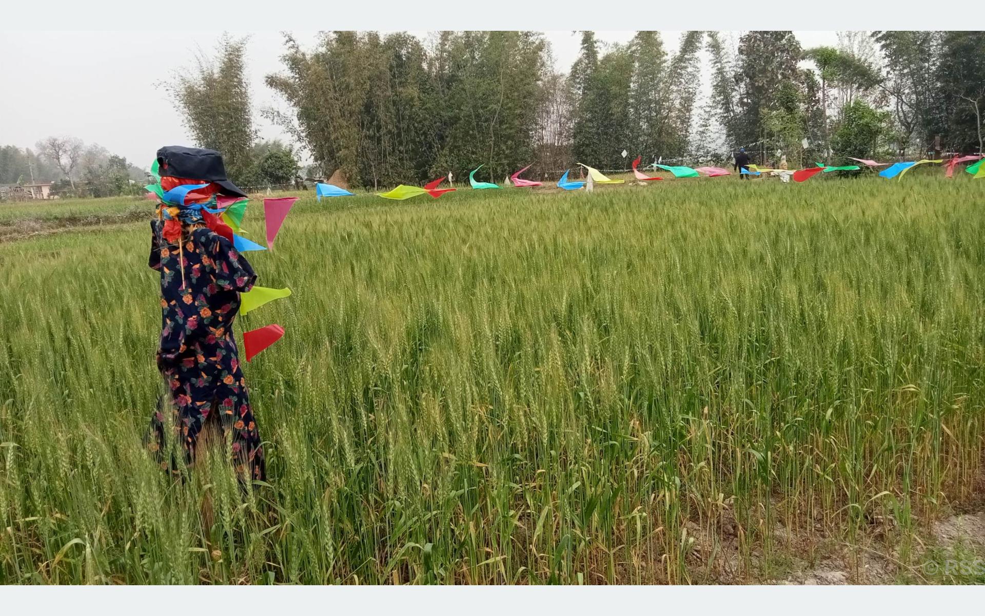 वन्यजन्तुबाट बाली जोगाउन परम्परागत साधनको सहारा लिँदै महोत्तरीका किसान